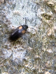 Anaspis fasciata