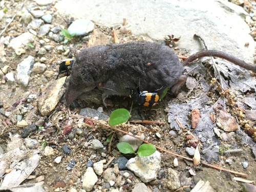 Boreal Burying Beetle photo 4