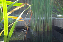 Pyrrhosoma