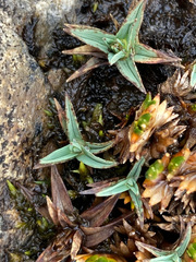 Phylloscirpus deserticola
