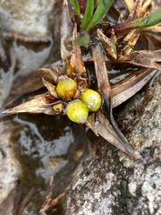 Phylloscirpus deserticola