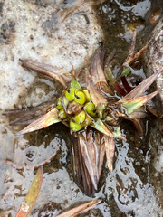Phylloscirpus deserticola