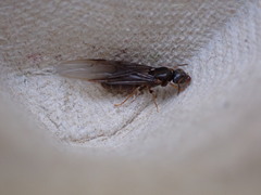 Lasius