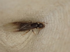 Lasius