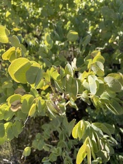 Rafnia amplexicaulis