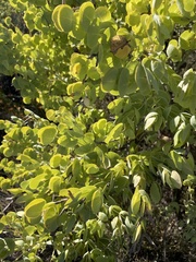 Rafnia amplexicaulis