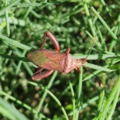 Athaumastus haematicus