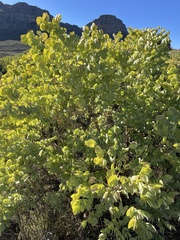 Rafnia amplexicaulis