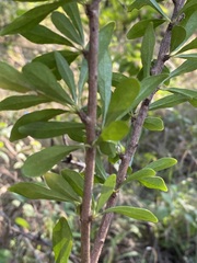 Turraea obtusifolia