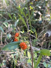 Turraea obtusifolia