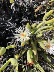 Ruschia albida
