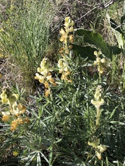 Lupinus sulphureus