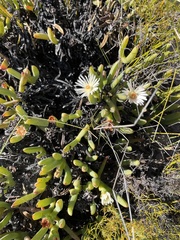 Ruschia albida
