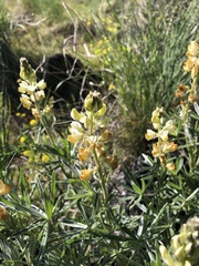 Lupinus sulphureus