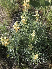 Lupinus sulphureus