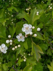 Crataegus sphaenophylla