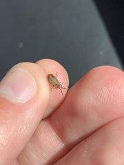 Galerucella calmariensis