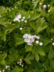 Crataegus sphaenophylla