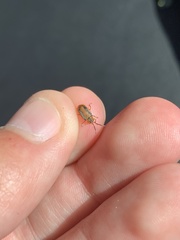 Galerucella calmariensis