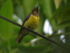 Anthreptes malacensis