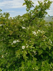 Crataegus sphaenophylla