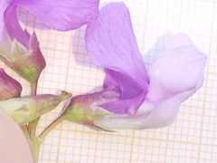 Lathyrus filiformis