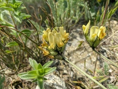 Astragalus glaucus