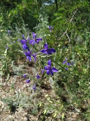 Delphinium consolida