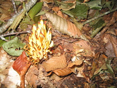 Clavulinopsis fusiformis image