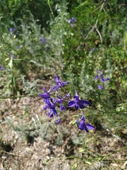 Delphinium consolida