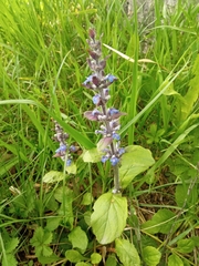 Ajuga reptans