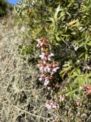 Erica verecunda
