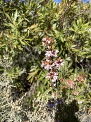 Erica verecunda