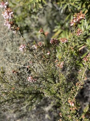 Erica verecunda