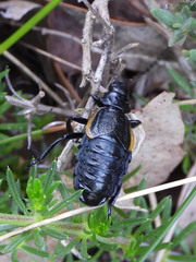 Arima marginata