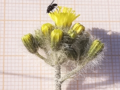 Pilosella cymosa