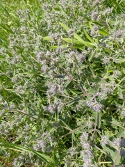 Nepeta parviflora
