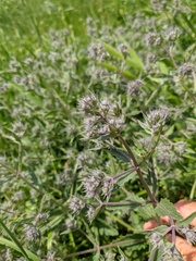 Nepeta parviflora