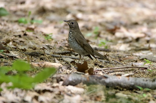 Bicknell's Thrush (Catharus bicknelli), photo 8