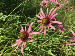 Echinacea tennesseensis