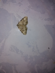 Coenotephria ablutaria