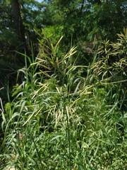 Bromus inermis