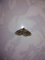 Coenotephria ablutaria