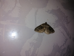 Coenotephria ablutaria