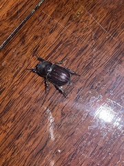 Semanopterus