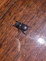 Semanopterus