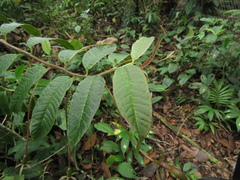 Burmeistera succulenta