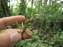 Burmeistera succulenta