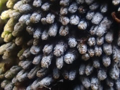Bryochiton microscopicus