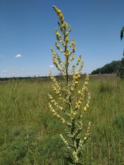 Verbascum lychnitis
